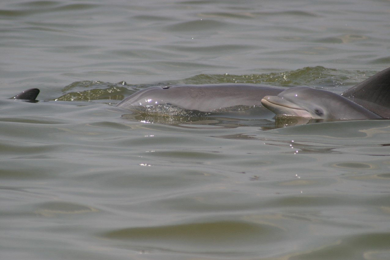 Bottlenose dolphin, Sarasota Bay