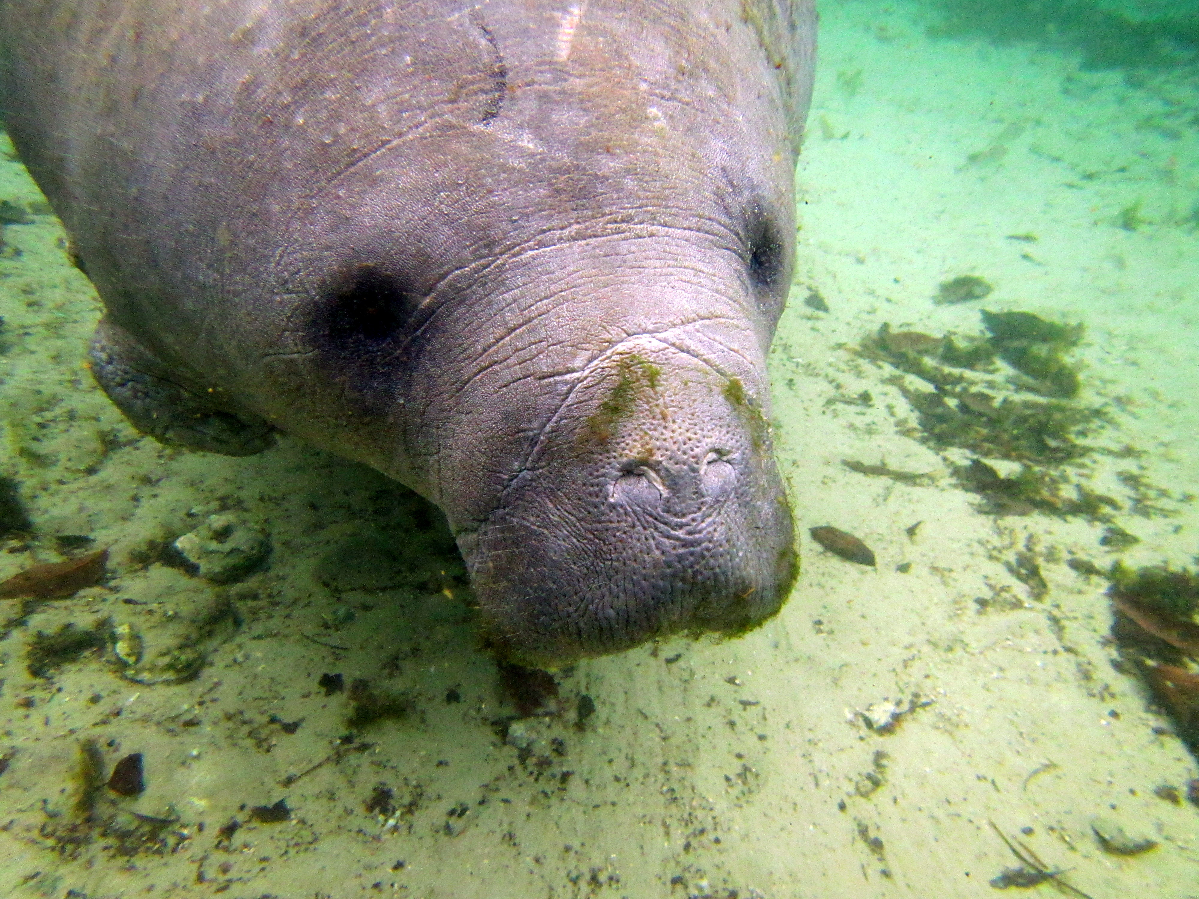 Florida manatee