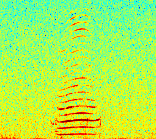 Spectrogram of Florida manatee vocalizations