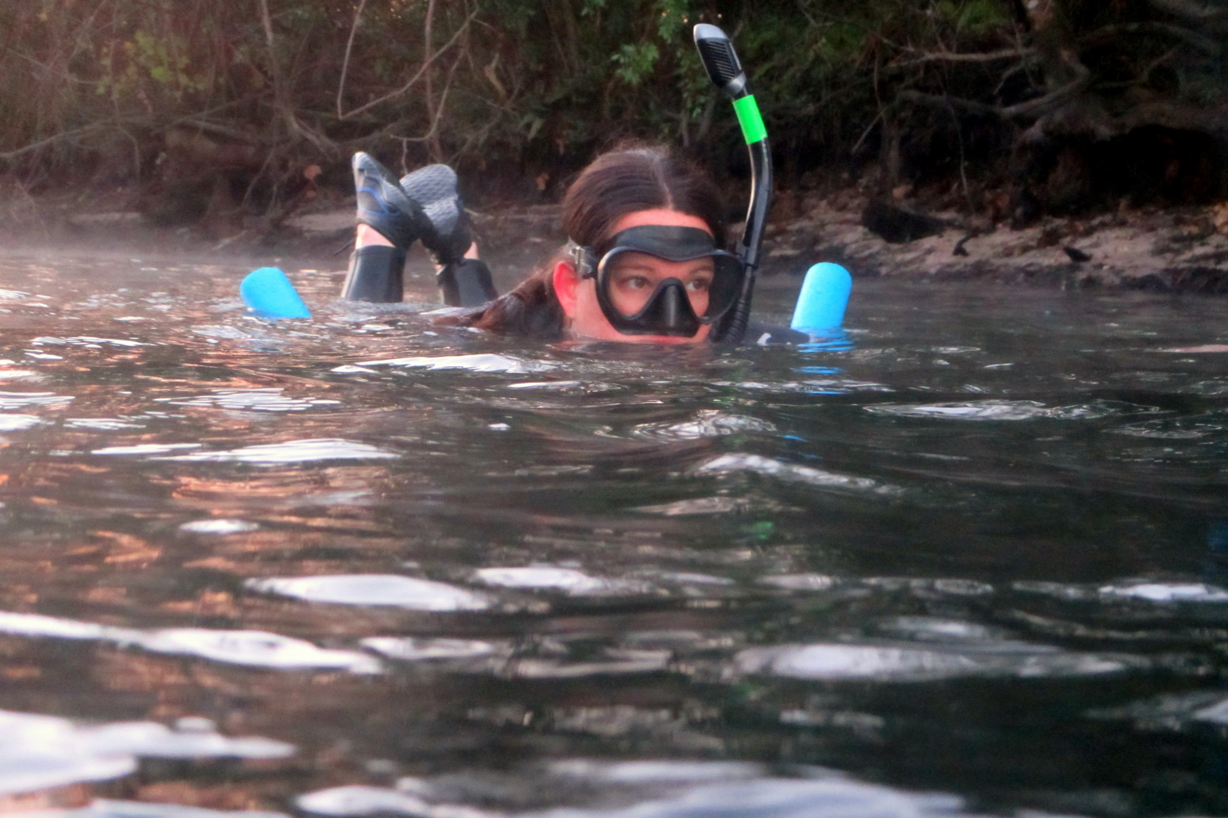 Dr. Rycyk snorkeling with manatees