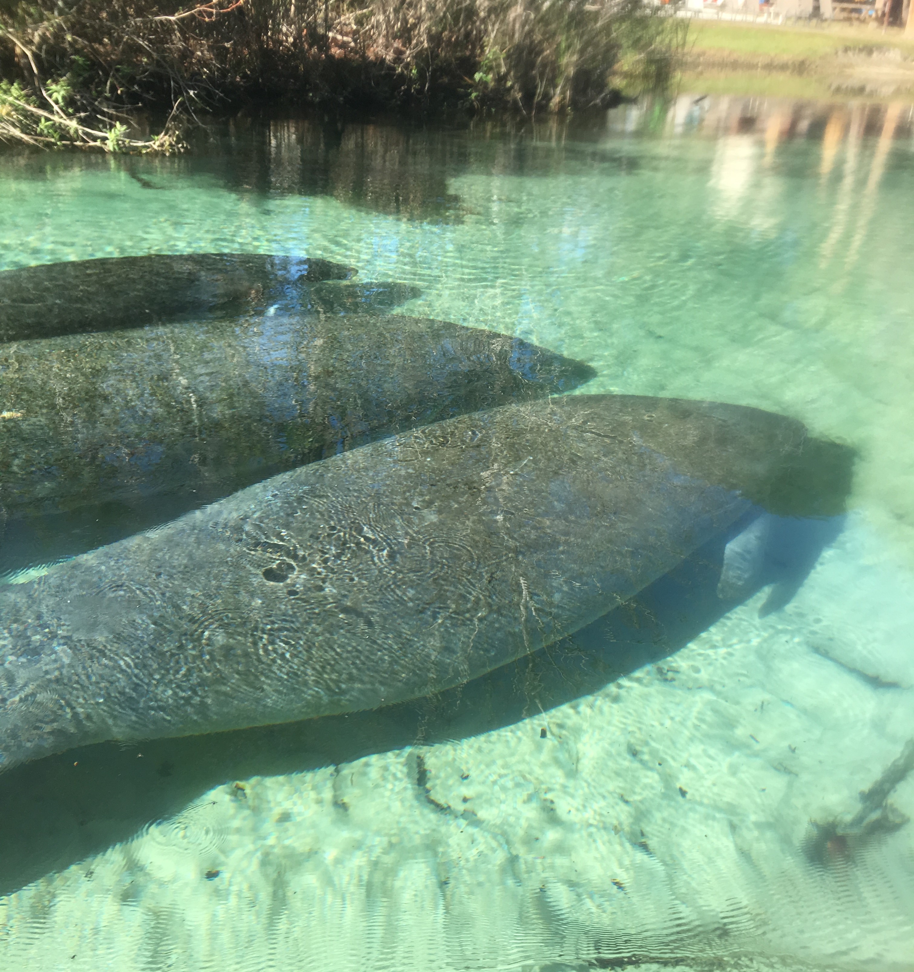 Three Florida manatees