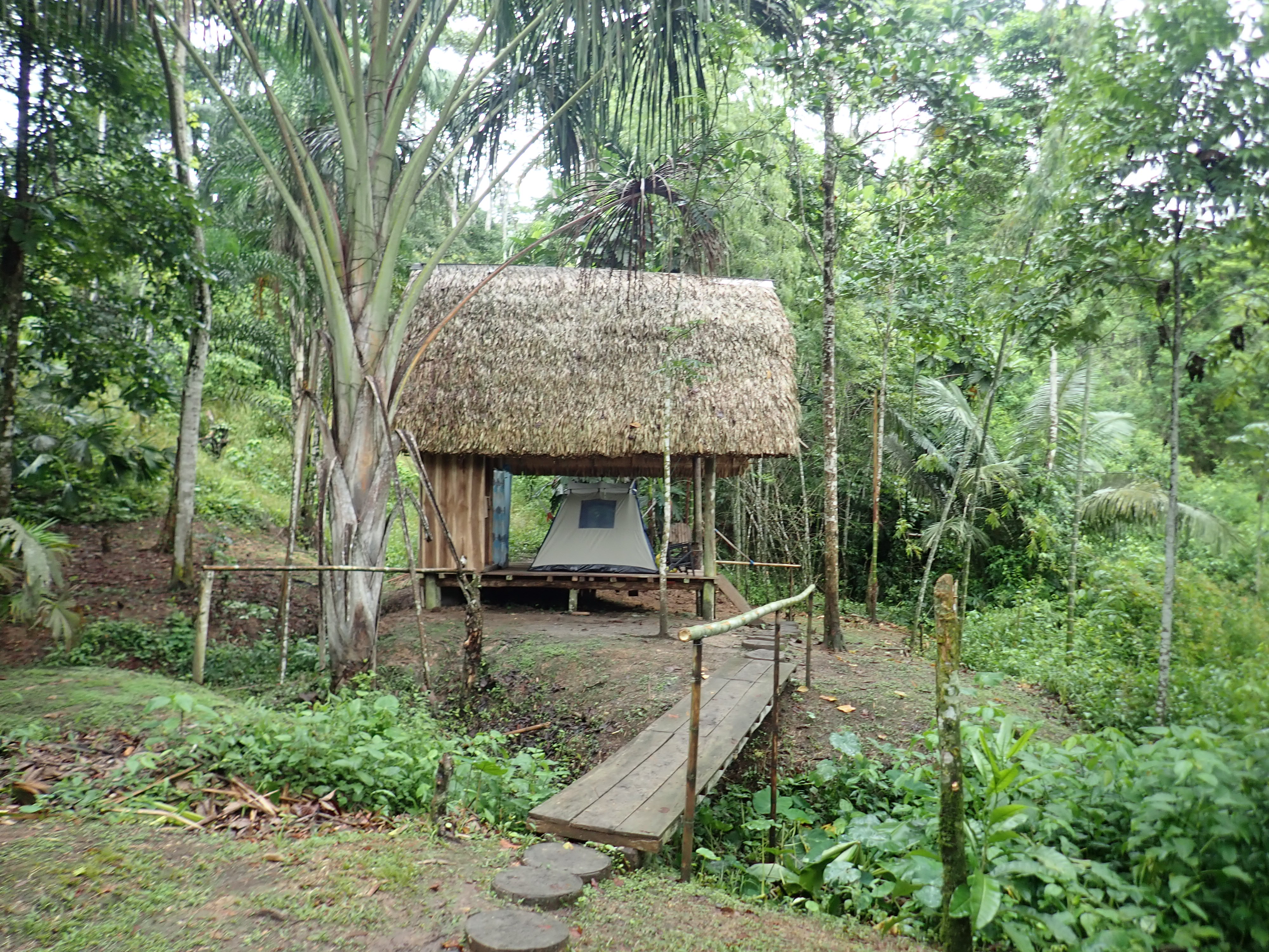 Yasuni National Park, Ecuador