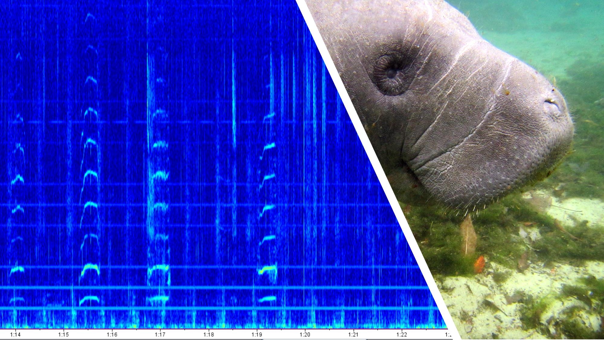 Manatee vocalization spectrogram